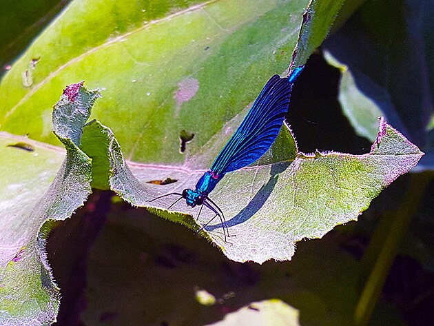 V okol Blue Eye je opravdu krsn fauna i flra. Tak trochu to pipomn njakou asijskou dungli. Bn hmyz nefotm, ale tentokrt se vjimen zadailo.