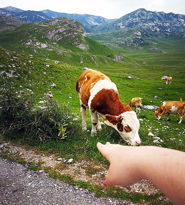 Tady ty kravi�ky vypadaj� docela spokojen�, ale jinak je tady spoustu toulav�ch a opu�t�n�ch zv��at, kter� rozhodn� nemaj� lehk� �ivot.