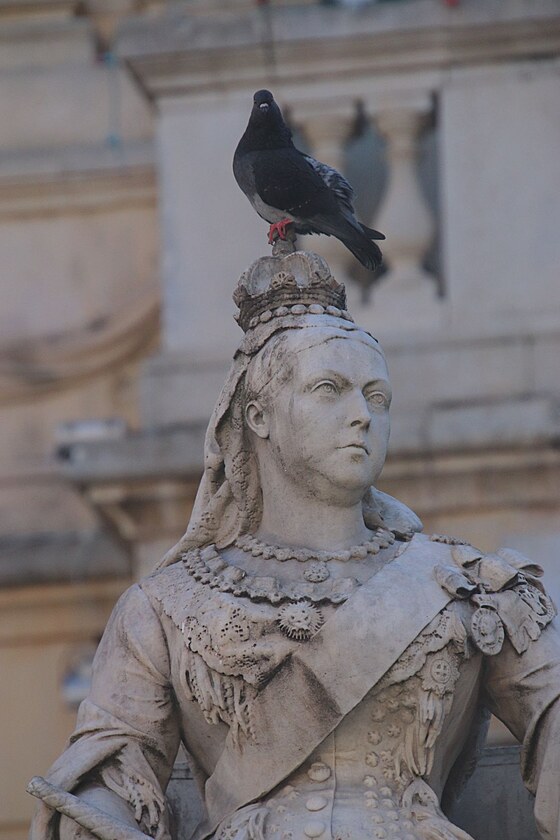 Sochu krlovny Viktorie si jen zdkakdy vyfotte bez ivho holuba na korun.