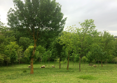 Agrosylvopastorln systmy francouzsk farmy La Losse, kter se specializuje na chov mlnch ovc a na pstovn cennch sortiment rznch druh listnatch devin.