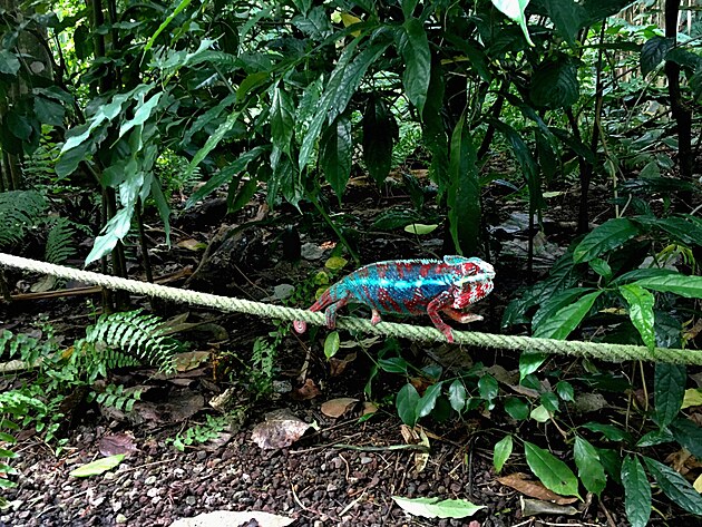 chameleon v tropick hale