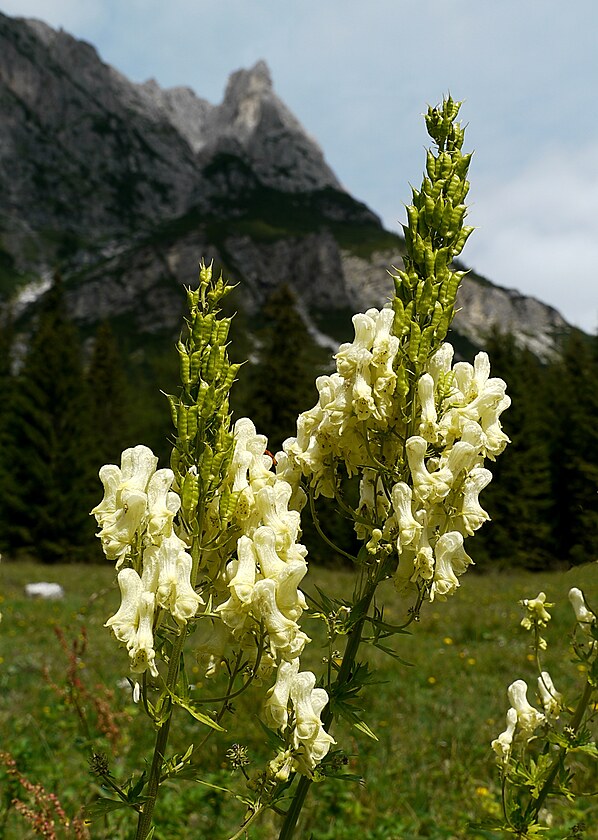 Kvetouc omje ve Val Grande u Rif.I.Lunelli