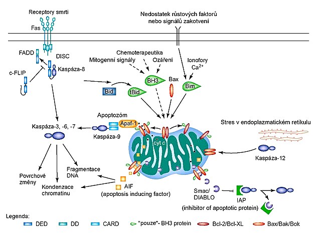 P�ehled apoptotick� signalizace