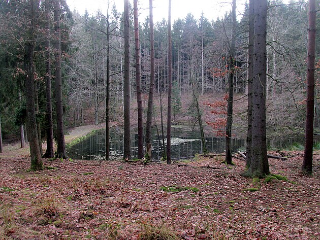 Hned k Aldanu pilh obora, sice oplocen, ale je do n pes plot dobe vidt. A lesnch jezrek je v n spousta.