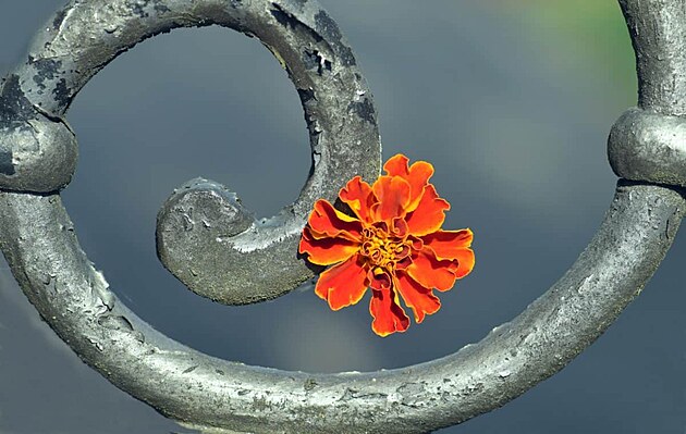 Ornament