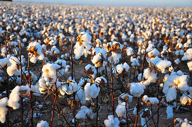 Cotton fields  pole s bavlnou - licence CC BY 2.0