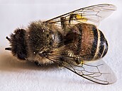 Mrtvá včela – licence Atribut 2.0 Generic (CC BY 2.0)
