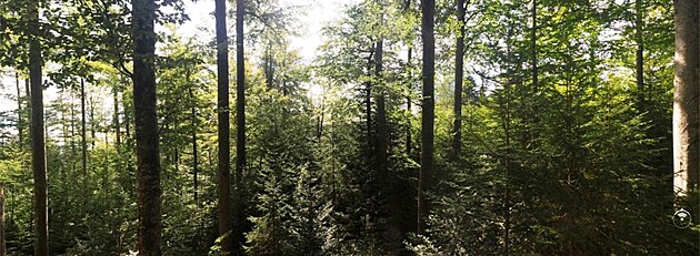 Les s druhovou pestrost, kde na jednom mst rostou rzn star, vysok a tlust stromy, kterou jsou jsou zrove prostorov diferencovan.