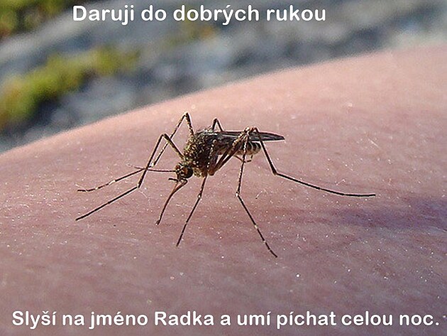 Moje Radka