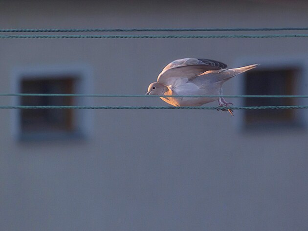 Vzlet nadr�tovan� hrdli�ky. Za v�chodu slunce