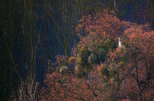 Poh�dkov� r�no s b�lou volavkou. Vidina z vik��e (6. b�ezen p�ed n�kolika roky)