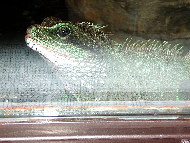 Safari ve Dvo�e Kr�lov�