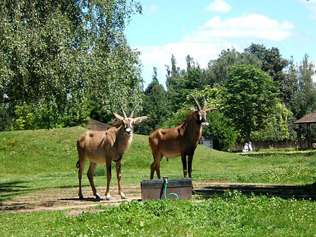 ZOO Safari  ve Dvo�e Kr�lov� n. L.