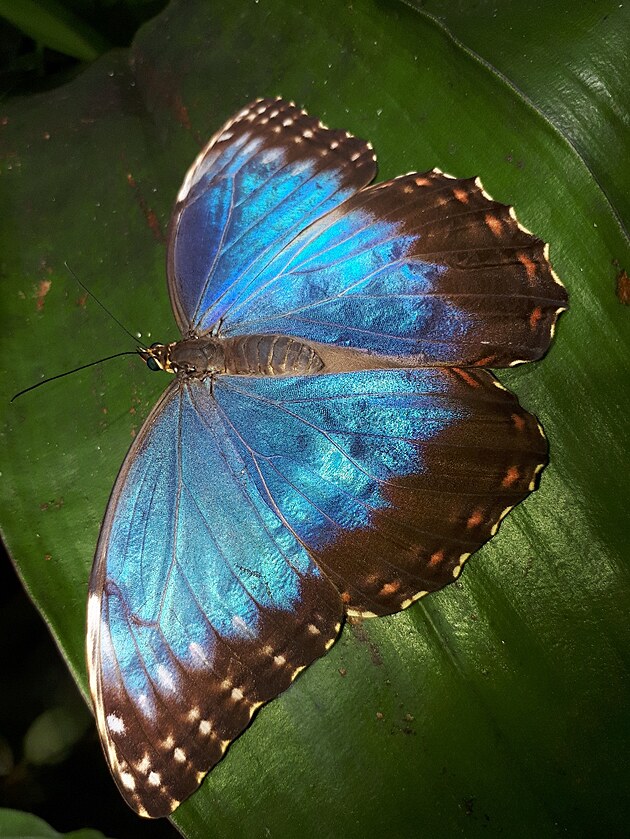 Modr motl (Morpho peleides)