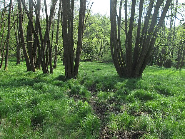 Cestou k prasátkům