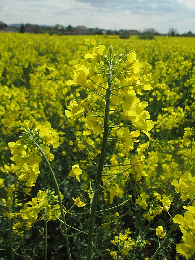 řepka - dárkyně oleje by měla být