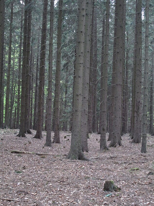 udělejte zde také prostor pro elementály