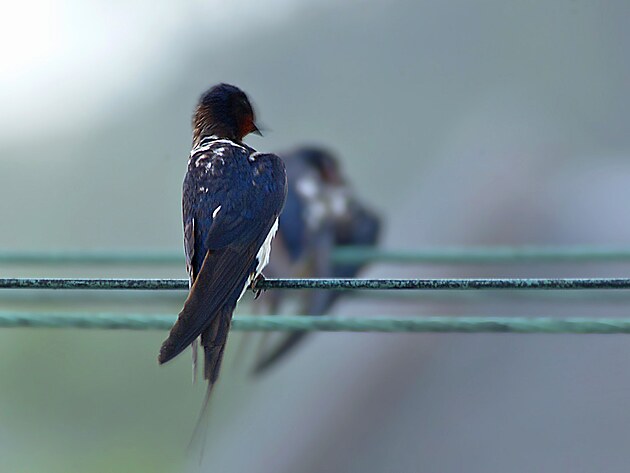 Trifidský šéf uděluje instrukce