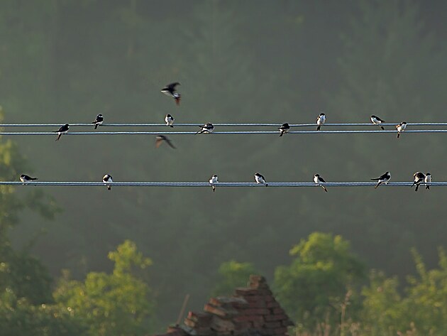 Tohle asi bude trolí farma. Všichni jsou na drátě a připraveni k akci