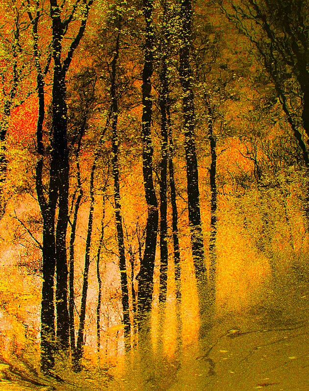 Les, podzimn hladina