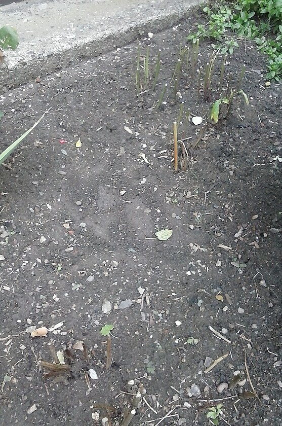 Stopy divok�ho pras�ka na m� zahr�dce pod okny bytu.