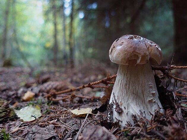 Houbask intermezzo na zatku jna