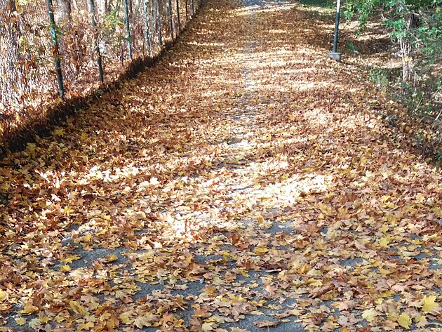 Blm se k lesu a zan koberec