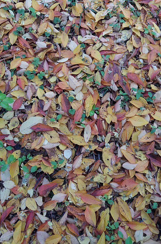 Z ol pad zelen list a na zemi hndne
