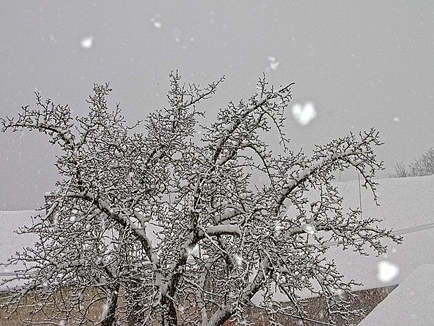 Sn�h je srde�n� z�le�itost�