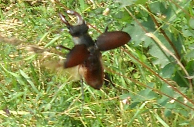 Americký brouk COVID 19, přenašeč koronaviru