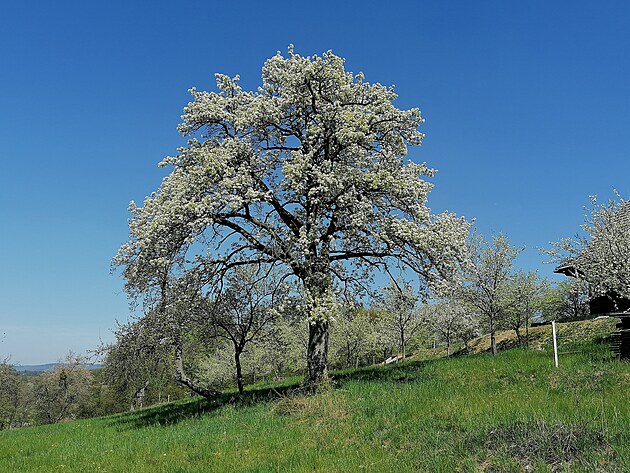 Star stromy najpknj kvet. Hruka nad Ublem.