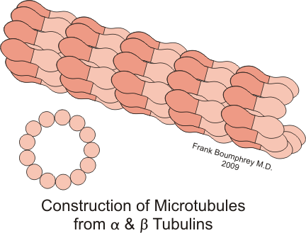 Mikrotubuly, jejich dajn kvantov vlastnosti maj bt podstatou vdom.