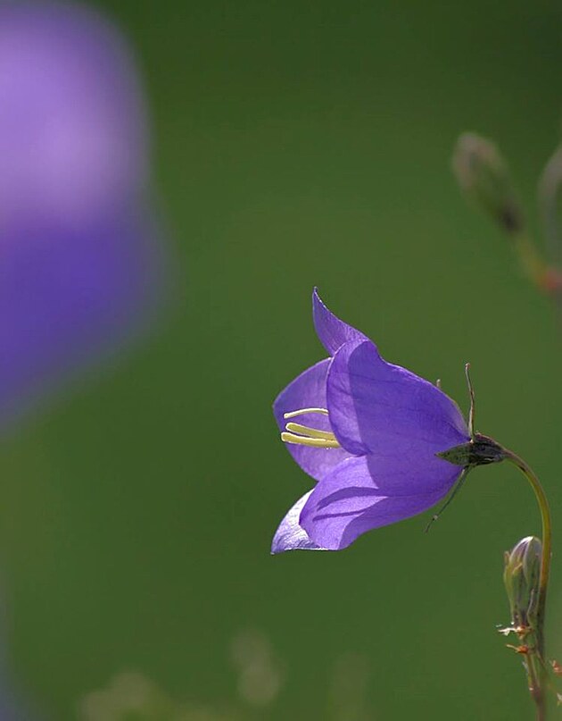 Zvon� se / na p��chod l�ta