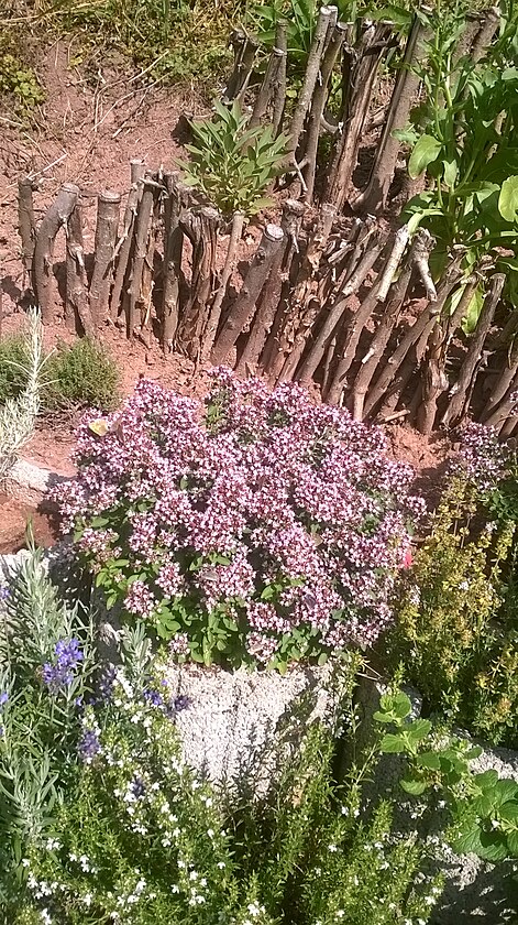 Loni tady mot�le byli. Mo�n� je�t� letos budou.