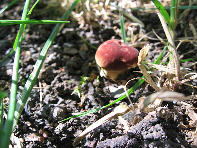 Kdy� je houba mal�, vypad� je�t� jinak.