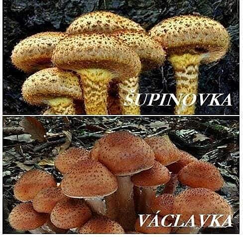 Vclavky kontra upinovky