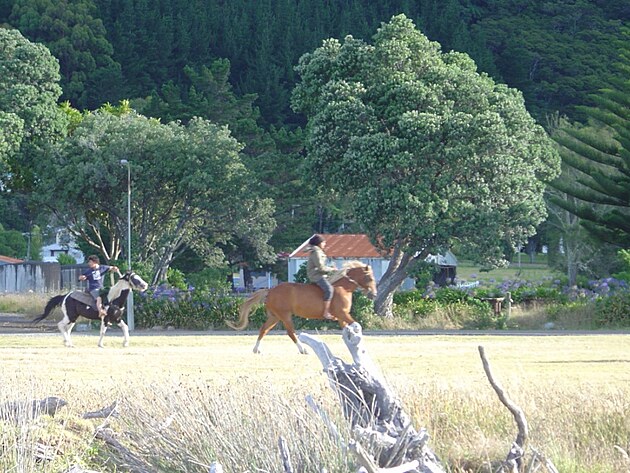 Kon jsou pro Maory bnmi dopravnmi prostedky