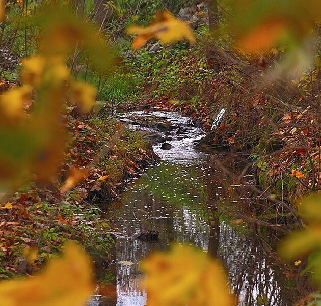 Nad t�n�, l�taj�c� rybi�ka