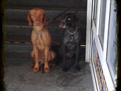 Hlídací psi demogracie