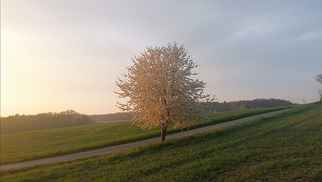 Tuto teu ve svm albu nikdo z vhlasnch fotograf ve svm albu nem. Je toti od ns. z cesty nad ddin, kde jsme s tat kali na Vystrkovoch. Kdy jsme tam jezdvali obdlvat pole...