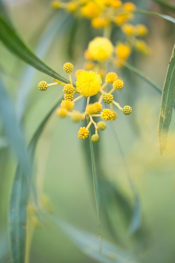 Acacia pycnantha