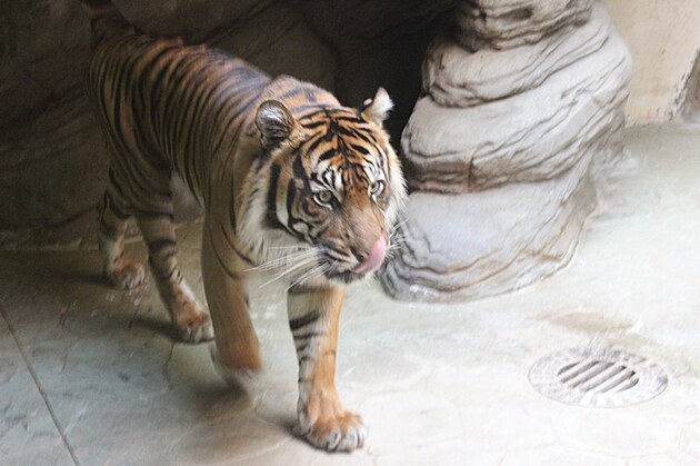 Tygra sumatersk�