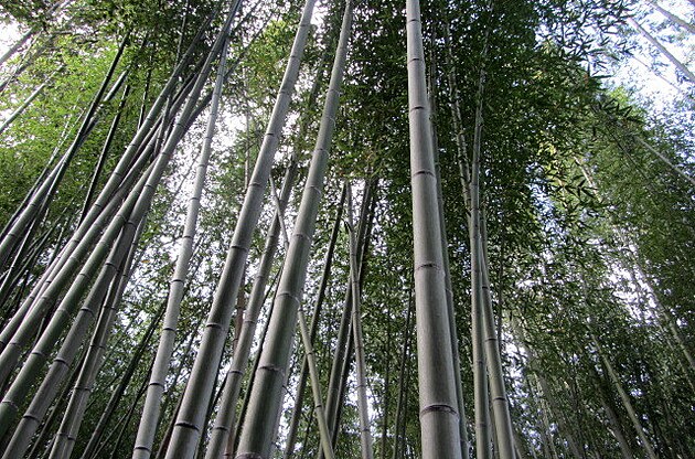 Les. No a co? Normln les ... bambusovej.