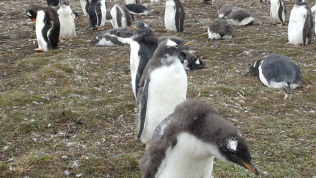 Kolonie tunk na Falklandech.