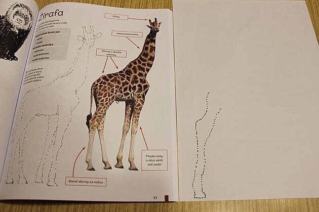 Za��n�m kreslit obrys �irafy.