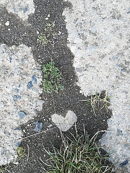 Srdce na chodn�ku