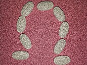 Mutace ? pod mikroskopem.