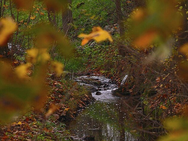 Zlat� rybka ve v�skoku nad vodou. Zkuste si p��t n�co p�kn�ho, dobr�ho. Spln� v�m to...