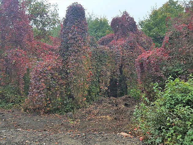 Milestiv� zakryje i nepo��dek