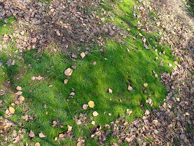V listopadu se zanou pod vrcholem zelenat trvnky. Od jara do podzimu jsou such. Vnitek haldy ho. msty je povrch tepl. Zelen jsou celou zimu. I kdy napadne snh, zde se neudr.